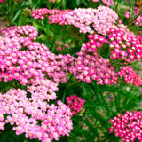 yarrow extract