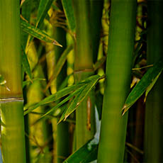 bamboo