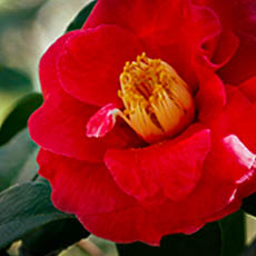 Japanese Camellia