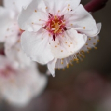 sakura