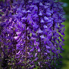 wisteria