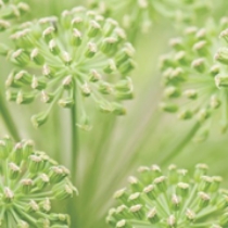 angelica
