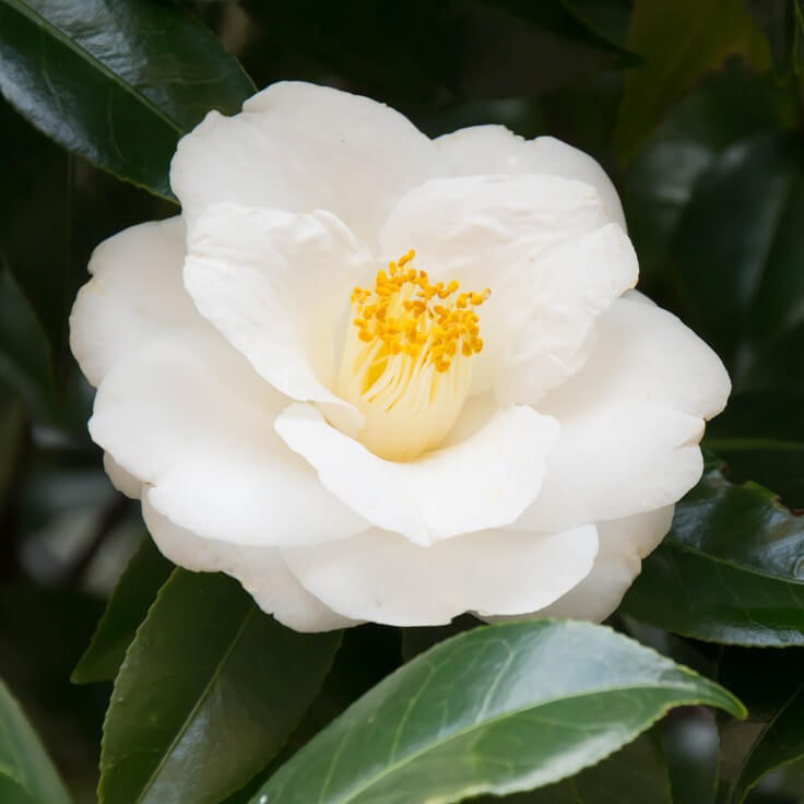 camelia