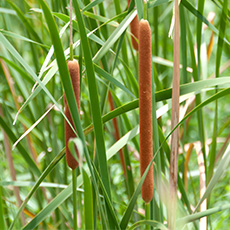 cattail