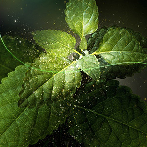 enmei herb