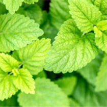 lemon balm