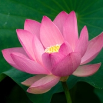 lotus