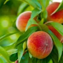 peaches