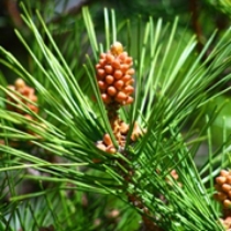 pine
