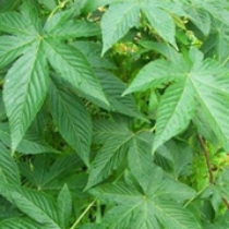 rubus leaf